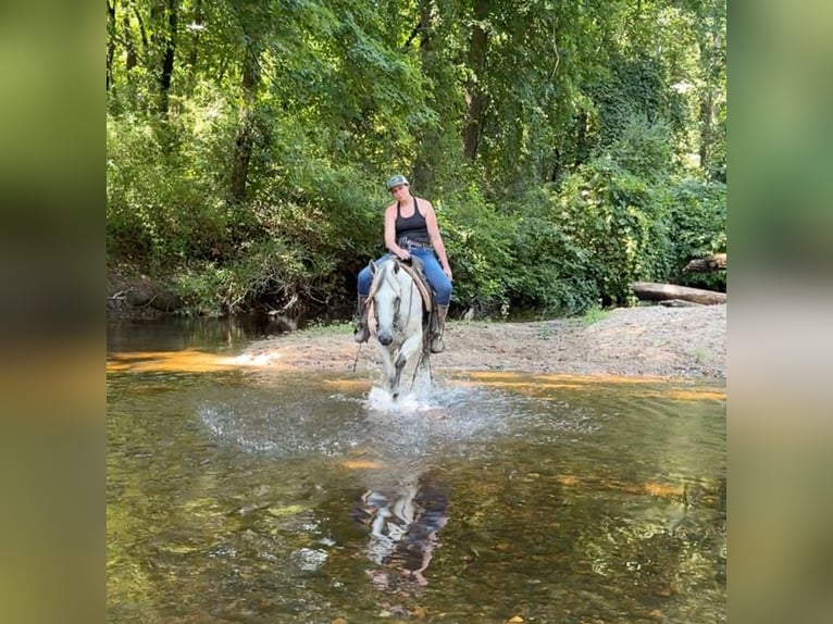 Caballo cuarto de milla Yegua 12 años 152 cm Tordo in Granby, CT