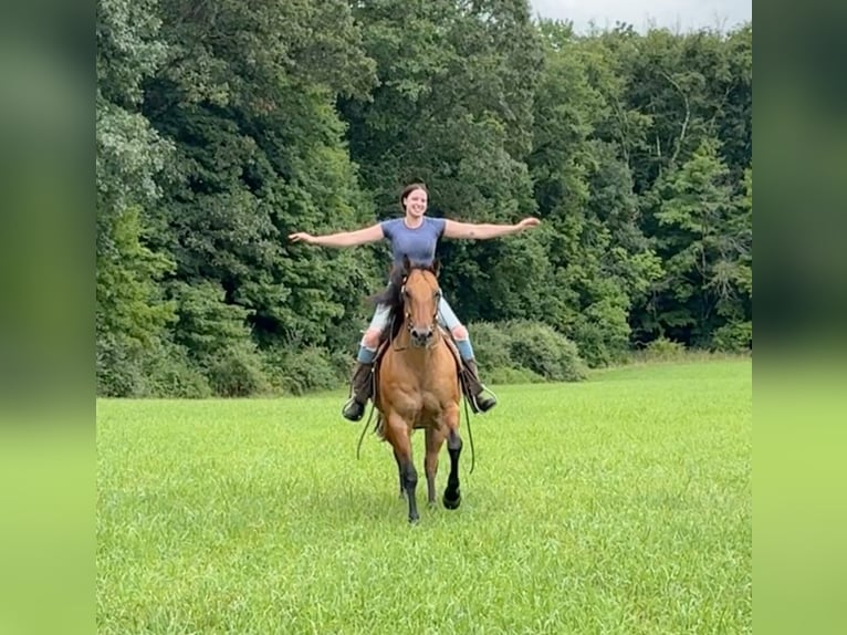 Caballo cuarto de milla Yegua 12 años 155 cm Bayo in Granby, CT