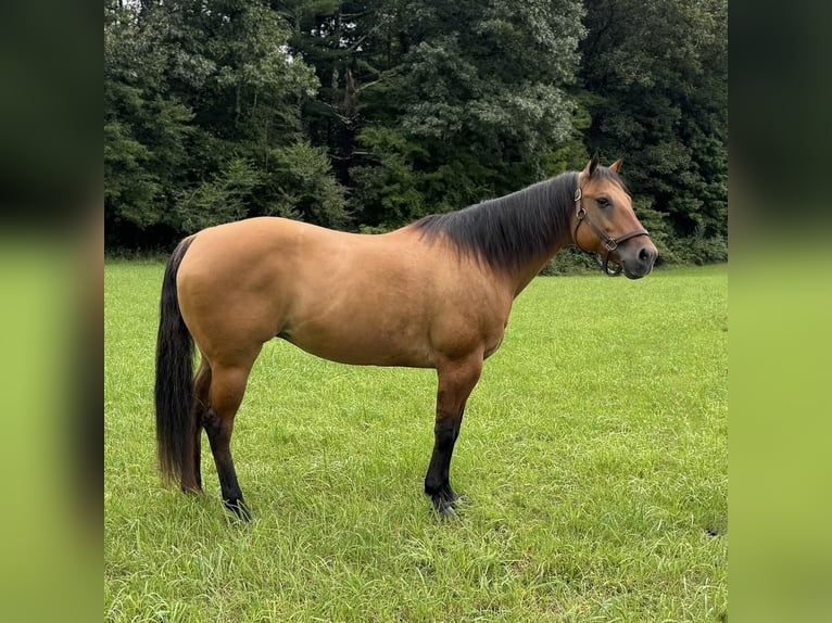 Caballo cuarto de milla Yegua 12 años 155 cm Bayo in Granby, CT