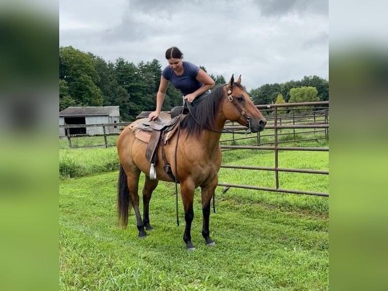 Caballo cuarto de milla Yegua 12 años 155 cm Bayo in Granby, CT