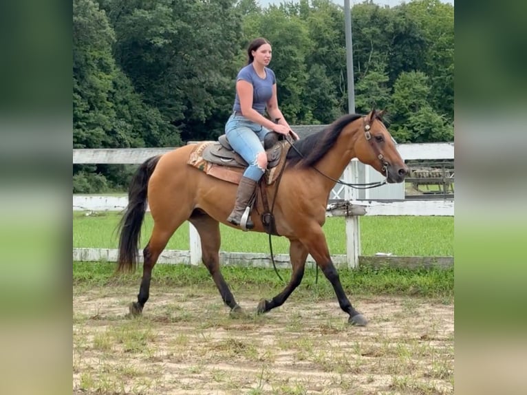 Caballo cuarto de milla Yegua 12 años 155 cm Bayo in Granby, CT