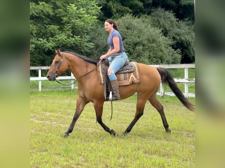 Caballo cuarto de milla Yegua 12 años 155 cm Bayo in Granby, CT