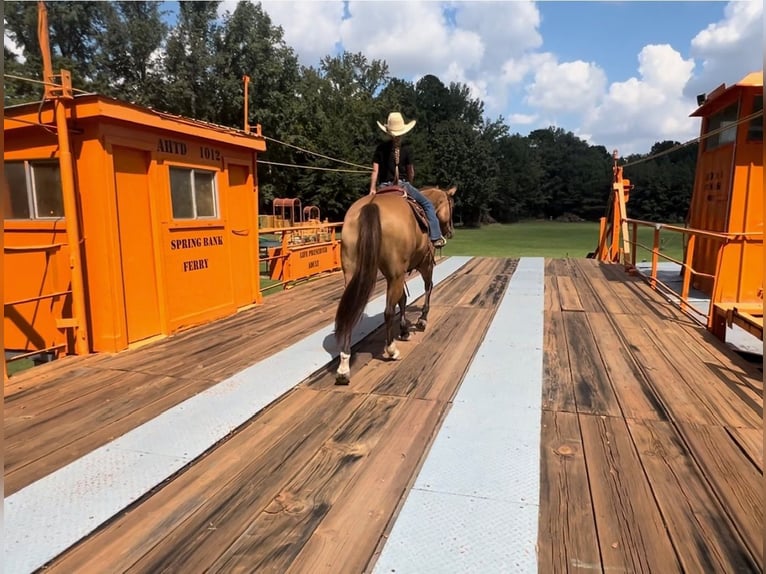 Caballo cuarto de milla Yegua 12 años 155 cm Bayo in Bloomburg, TX