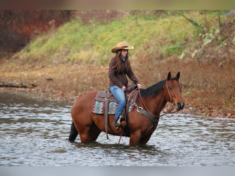 Caballo cuarto de milla Yegua 12 años 157 cm Castaño rojizo in Clarion