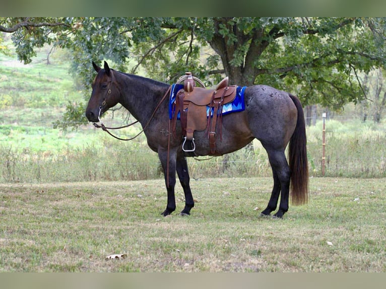 Caballo cuarto de milla Yegua 12 años 157 cm Castaño-ruano in Spickard