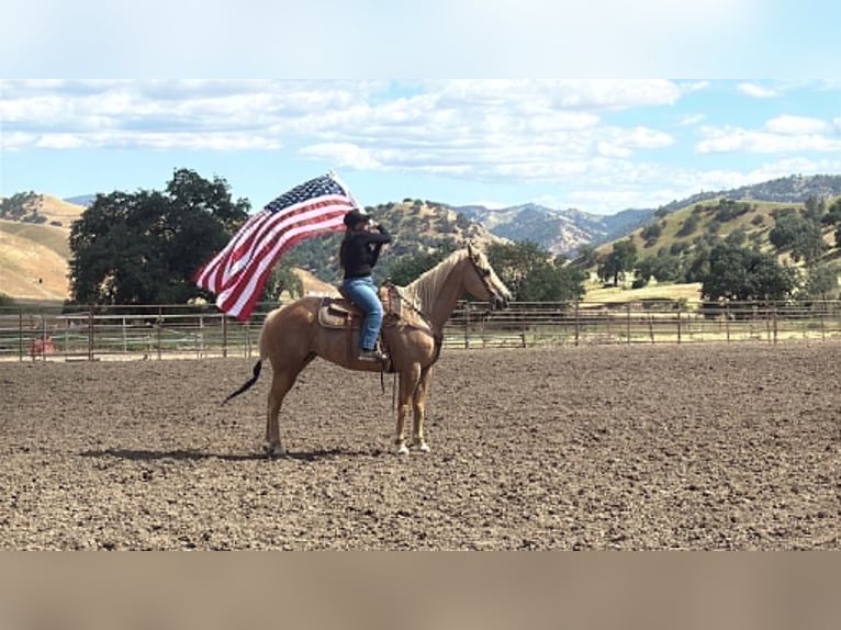 Caballo cuarto de milla Yegua 12 años 157 cm Palomino in King City