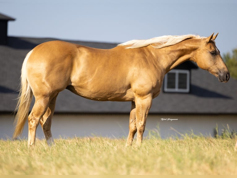 Caballo cuarto de milla Yegua 12 años 165 cm Palomino in Crescent