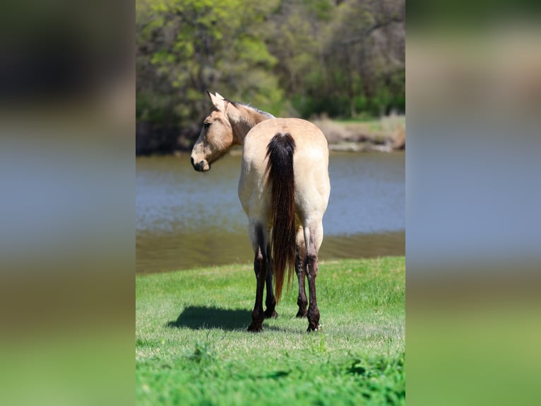Caballo cuarto de milla Yegua 12 años Buckskin/Bayo in Forney