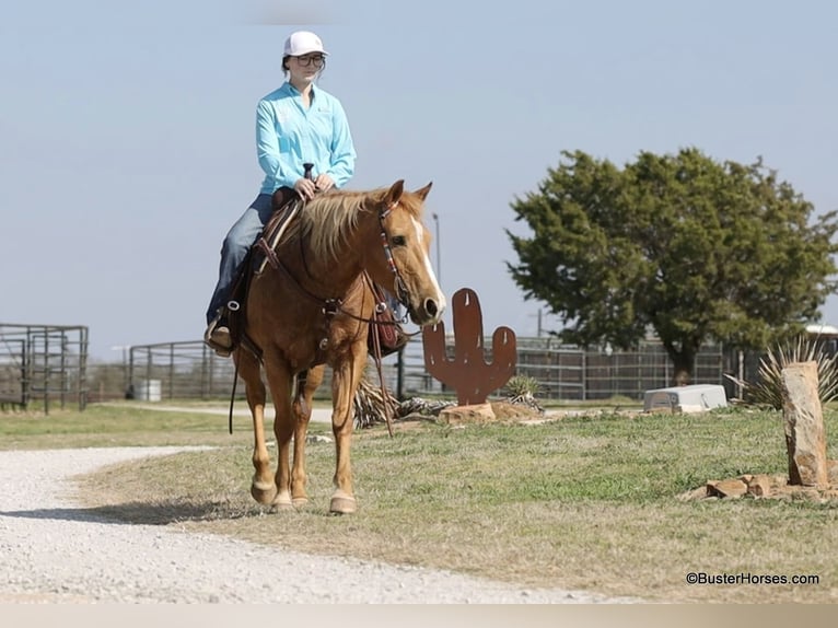 Caballo cuarto de milla Yegua 12 años Palomino in Weatherford TX