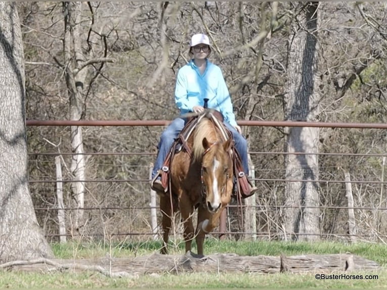 Caballo cuarto de milla Yegua 12 años Palomino in Weatherford TX