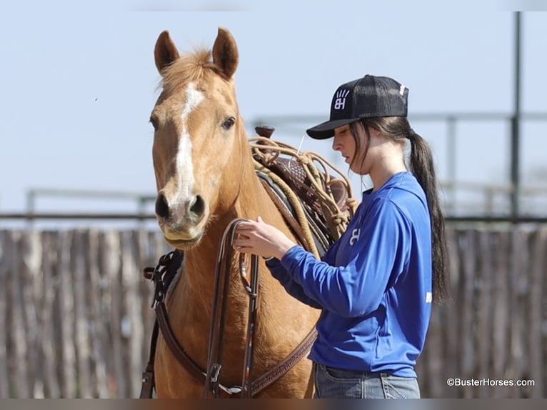 Caballo cuarto de milla Yegua 12 años Palomino in Weatherford TX