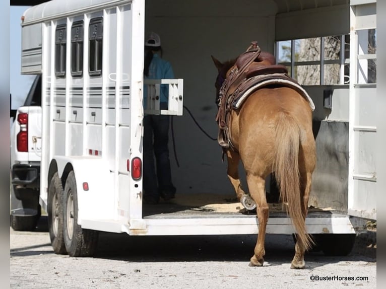 Caballo cuarto de milla Yegua 12 años Palomino in Weatherford TX