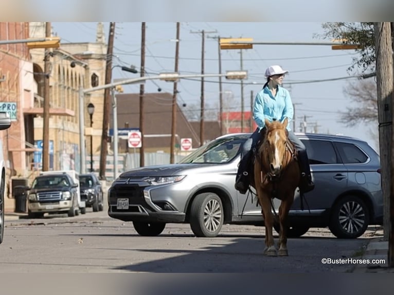 Caballo cuarto de milla Yegua 12 años Palomino in Weatherford TX