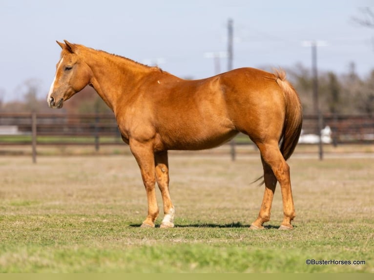 Caballo cuarto de milla Yegua 12 años Palomino in Weatherford TX