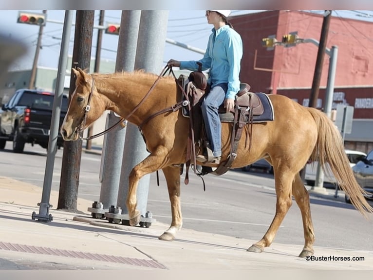 Caballo cuarto de milla Yegua 12 años Palomino in Weatherford TX