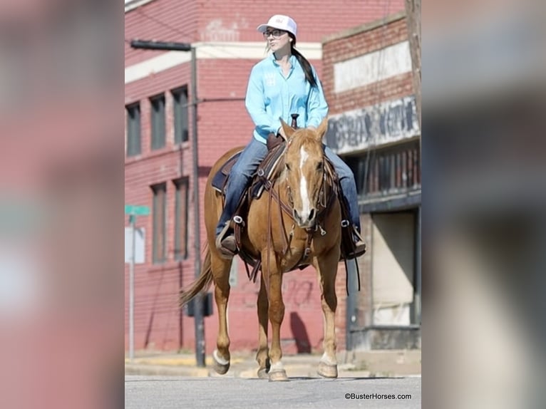 Caballo cuarto de milla Yegua 12 años Palomino in Weatherford TX