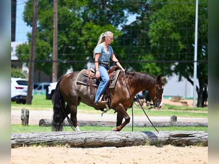 Caballo cuarto de milla Yegua 12 años Ruano alazán in Waco
