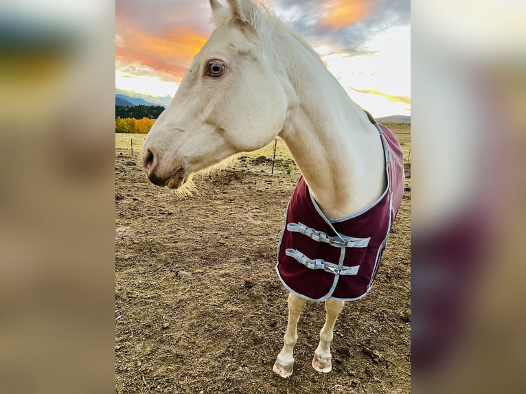 Caballo cuarto de milla Yegua 12 años White/Blanco in Cotopaxi