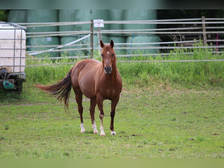 Caballo cuarto de milla Yegua 13 años 145 cm Alazán in Waldshut-Tiengen