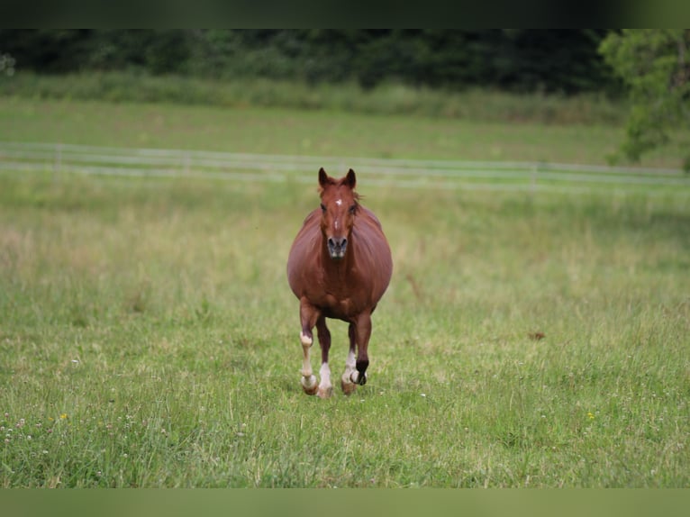 Caballo cuarto de milla Yegua 13 años 145 cm Alazán in Waldshut-Tiengen