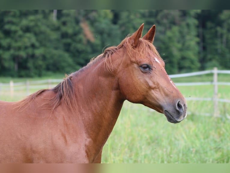 Caballo cuarto de milla Yegua 13 años 145 cm Alazán in Waldshut-Tiengen