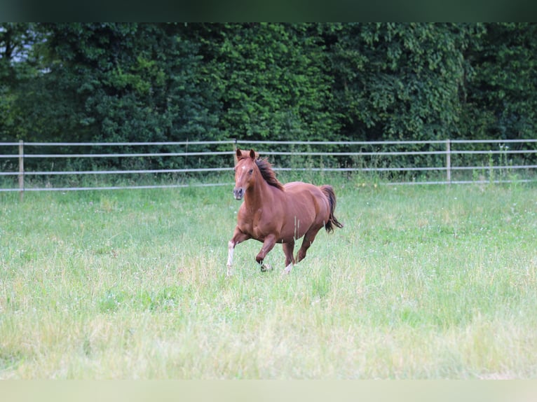 Caballo cuarto de milla Yegua 13 años 145 cm Alazán in Waldshut-Tiengen