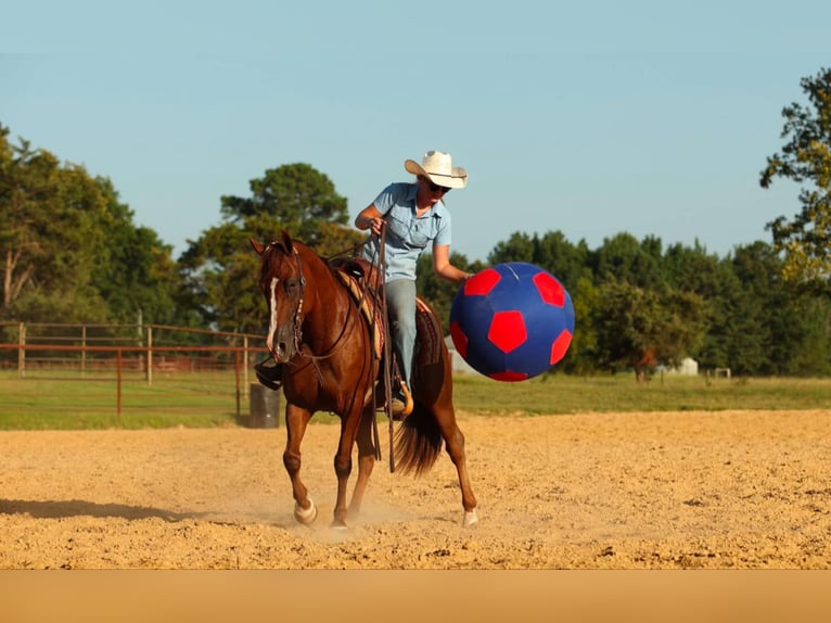 Caballo cuarto de milla Yegua 13 años 145 cm Alazán-tostado in Quitman, AR