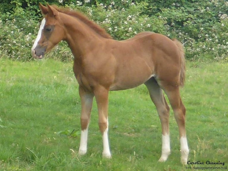 Caballo cuarto de milla Yegua 13 años 145 cm Alazán-tostado in Brecon