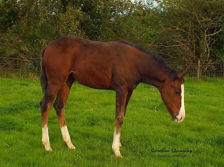 Caballo cuarto de milla Yegua 13 años 145 cm Alazán-tostado in Brecon