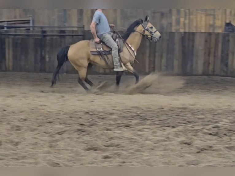 Caballo cuarto de milla Yegua 13 años 147 cm Buckskin/Bayo in Mora, MN
