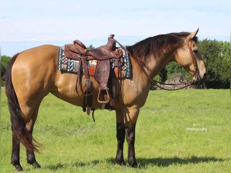 Caballo cuarto de milla Yegua 13 años 147 cm Buckskin/Bayo in Mora, MN