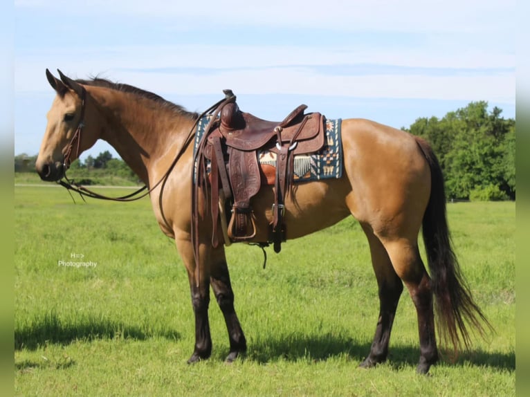 Caballo cuarto de milla Yegua 13 años 147 cm Buckskin/Bayo in Mora, MN