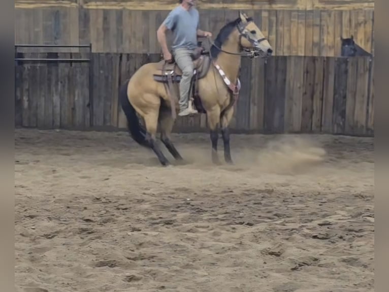 Caballo cuarto de milla Yegua 13 años 147 cm Buckskin/Bayo in Mora, MN