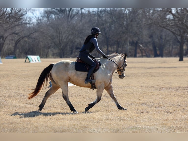 Caballo cuarto de milla Yegua 13 años 147 cm Buckskin/Bayo in Forney