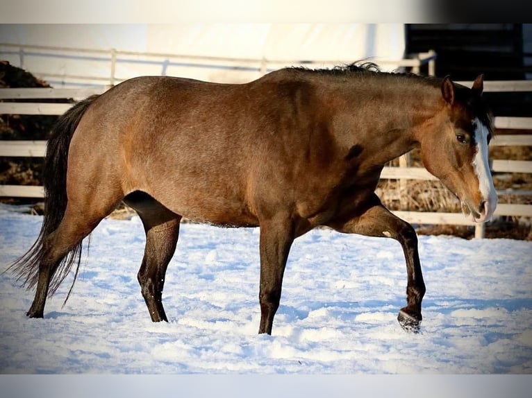 Caballo cuarto de milla Yegua 13 años 147 cm Castaño in Tavelsjö