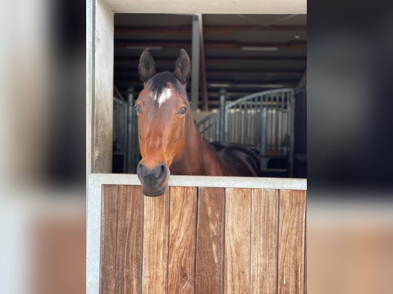 Caballo cuarto de milla Yegua 13 años 147 cm Castaño in Hohenau