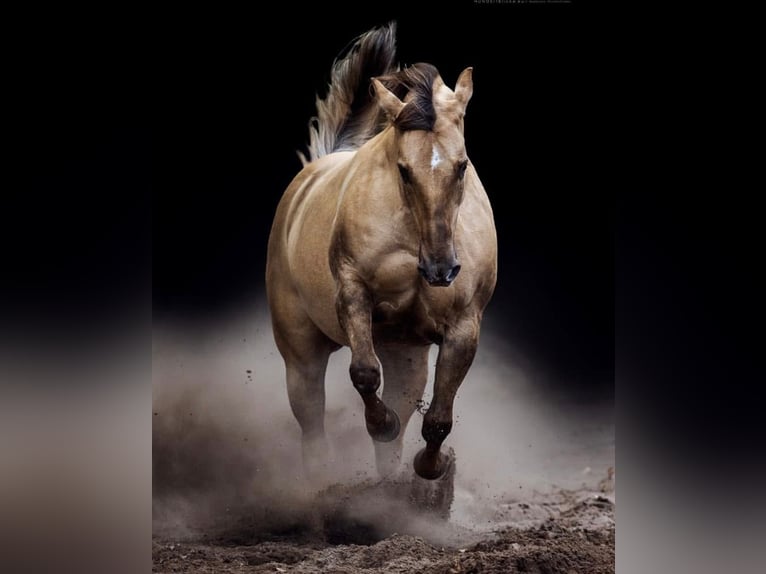 Caballo cuarto de milla Yegua 13 años 147 cm Palomino in Travelsjö