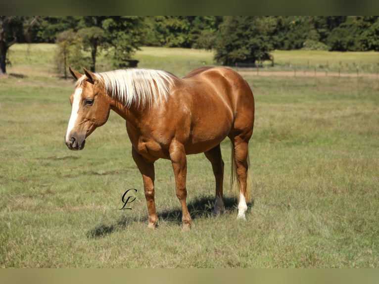 Caballo cuarto de milla Yegua 13 años 147 cm Palomino in Bloomburg, TX