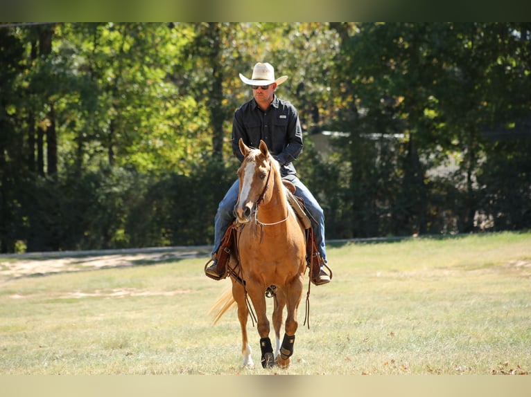 Caballo cuarto de milla Yegua 13 años 147 cm Palomino in Bloomburg, TX