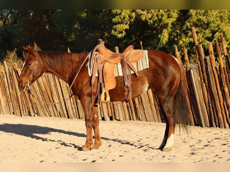 Caballo cuarto de milla Yegua 13 años 147 cm Ruano alazán in camp Verde AZ