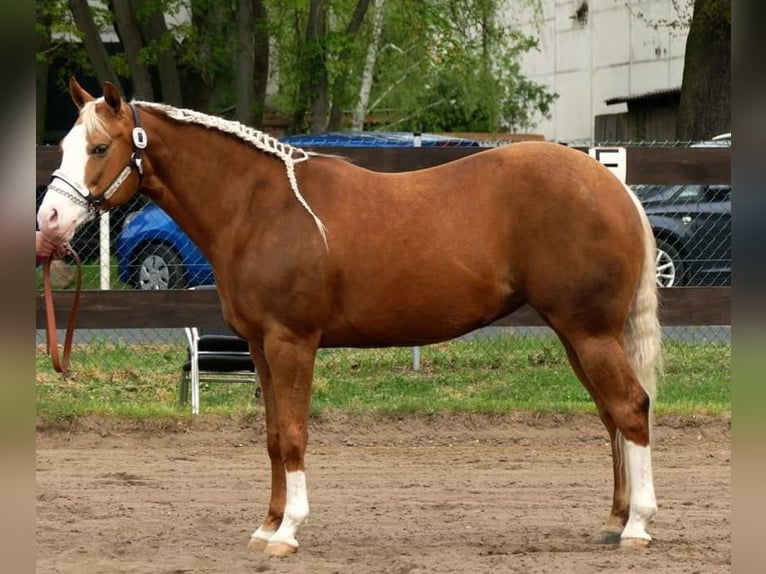 Caballo cuarto de milla Yegua 13 años 148 cm Palomino in Etgersleben