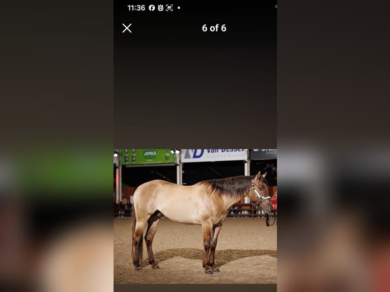 Caballo cuarto de milla Yegua 13 años 148 cm Palomino in Laarne