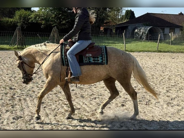 Caballo cuarto de milla Yegua 13 años 148 cm Palomino in Laarne