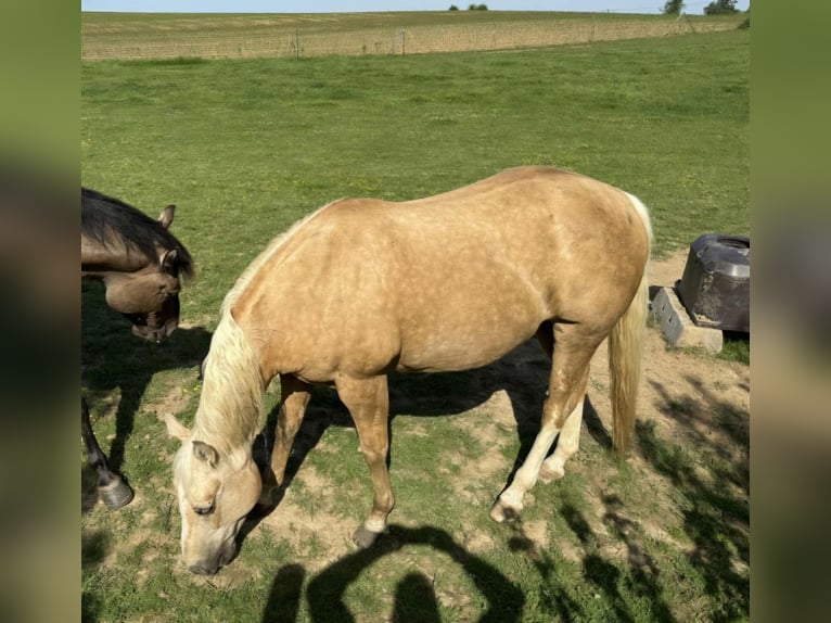 Caballo cuarto de milla Yegua 13 años 148 cm Palomino in Laarne