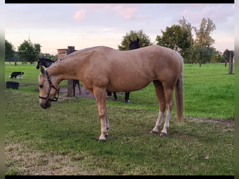 Caballo cuarto de milla Yegua 13 años 148 cm Palomino in Laarne
