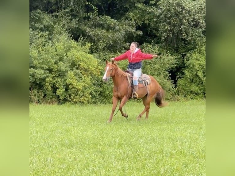 Caballo cuarto de milla Yegua 13 años 150 cm Alazán-tostado in Granby, CT