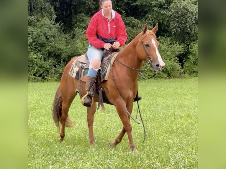 Caballo cuarto de milla Yegua 13 años 150 cm Alazán-tostado in Granby, CT