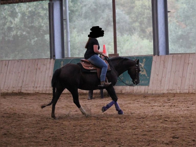 Caballo cuarto de milla Yegua 13 años 150 cm Alazán-tostado in Einbeck