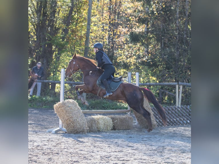 Caballo cuarto de milla Yegua 13 años 150 cm Alazán in Kirchbichl