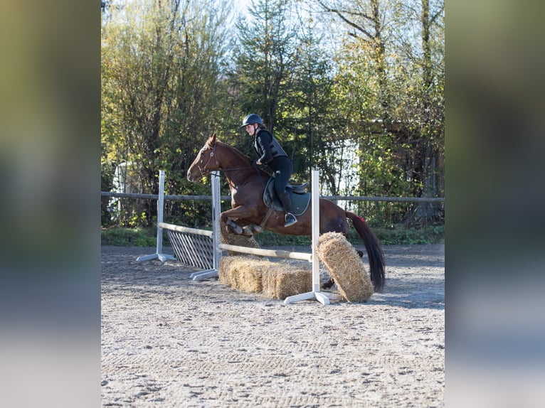 Caballo cuarto de milla Yegua 13 años 150 cm Alazán in Kirchbichl